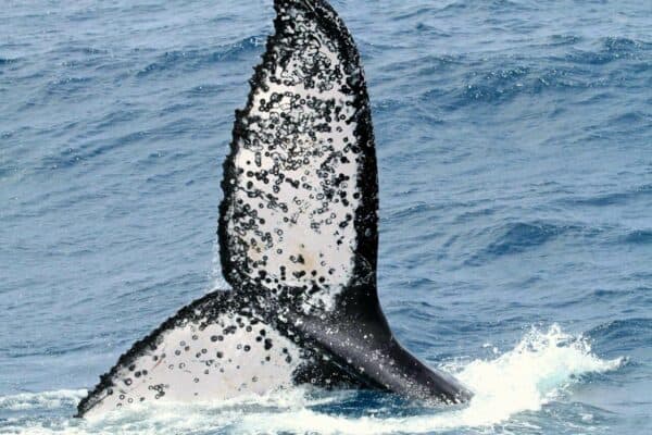humpback whale flukes in Kenya