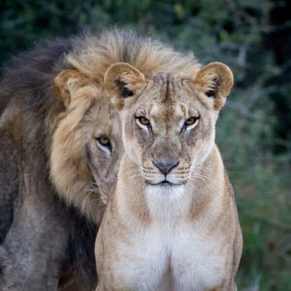A pair of lions in Kenya