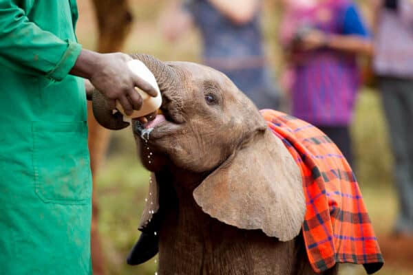 Feeding a rescued baby elephant