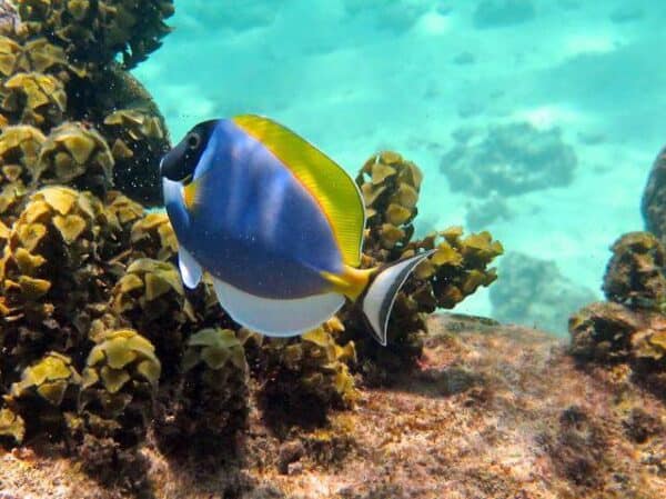 A surgeonfish on a coral reef