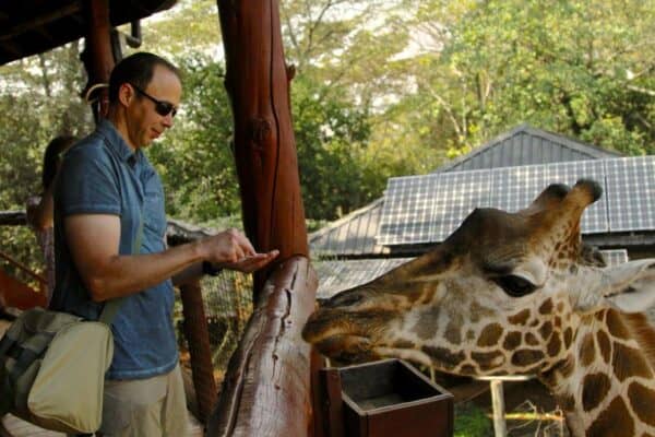 A traveler feeds a giraffe