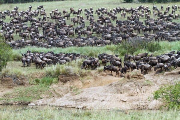 Kenya wildebeest migration safari