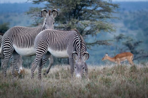 Grevys zebras in Kenya