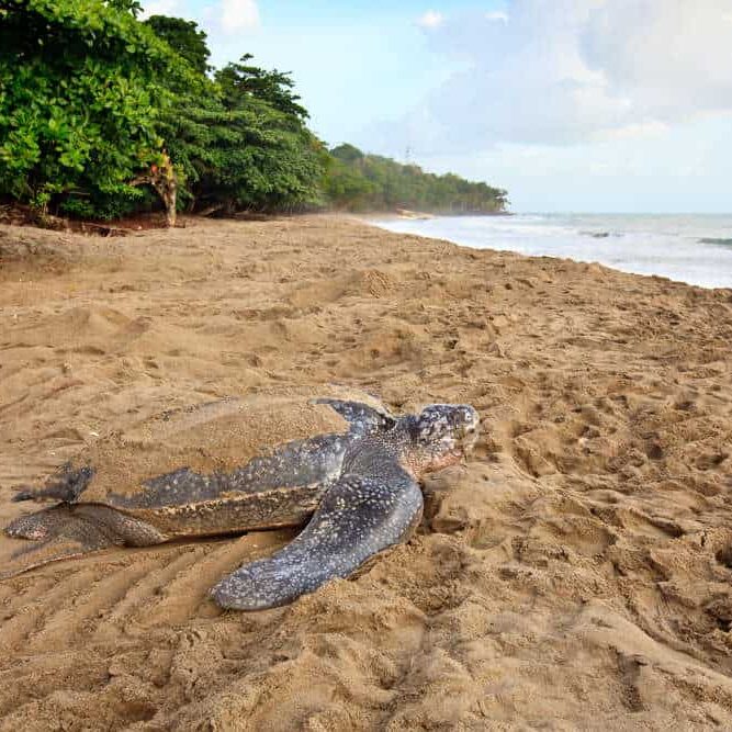 leatherback turtle