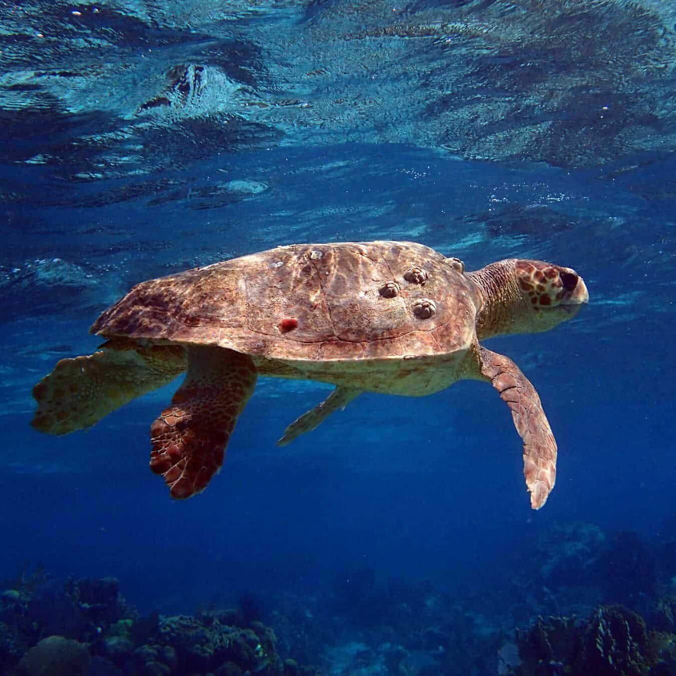 loggerhead-turtle