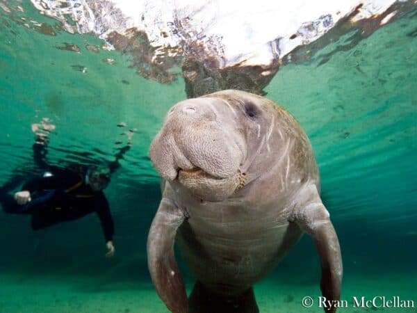 manatee crystal springs