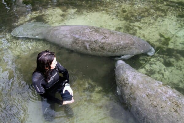 swim with manatees florida