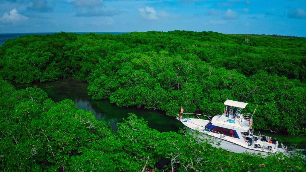 expedition travels through mangroves in belize