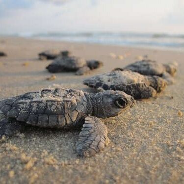 Baby Turtles