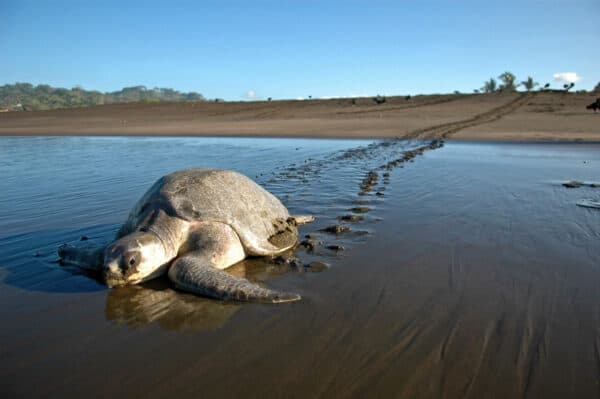 sea turtle in costa rica