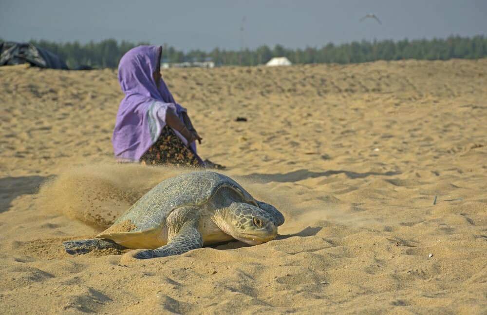 olive ridley turtle nesting in India