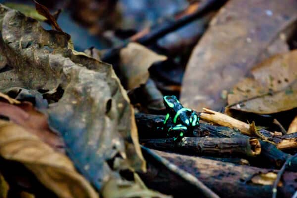 poison dart frog Costa Rica