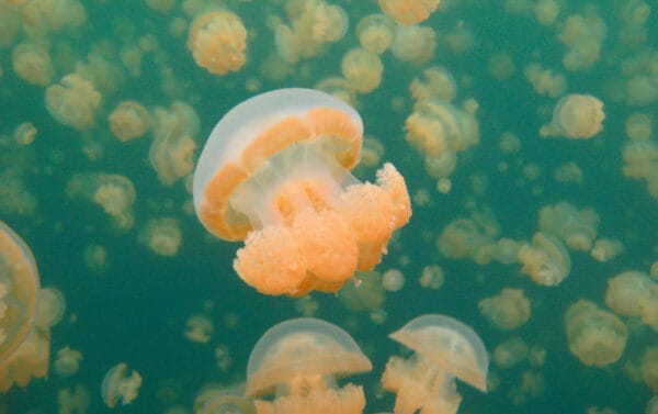 Palau jellyfish lake