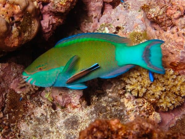 parrotfish in Fiji