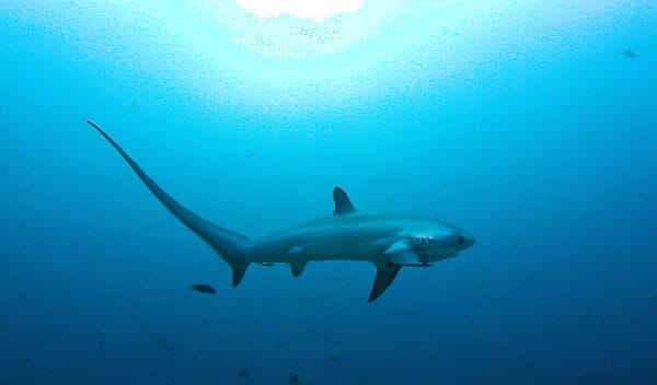 pelagic thresher shark