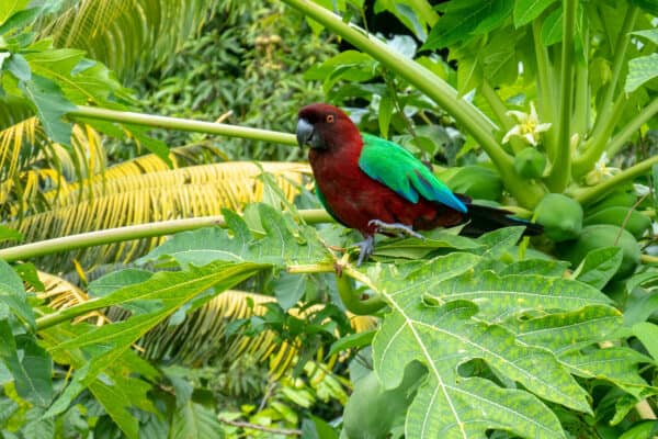 Red-shining Parrot