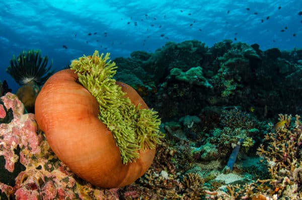 Anemone on Raja Ampat coral reef