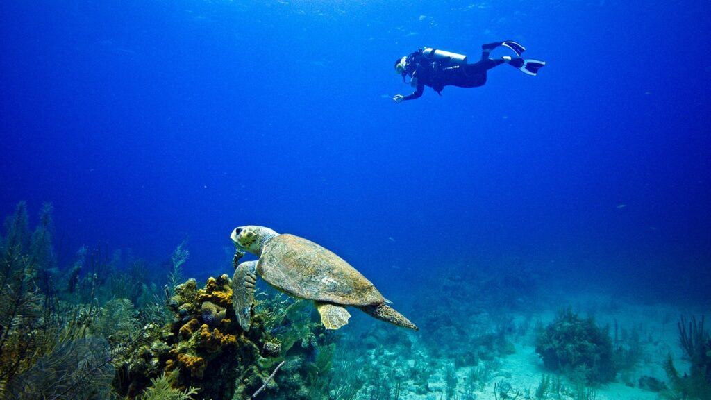 scuba diver with sea turtle in Belize