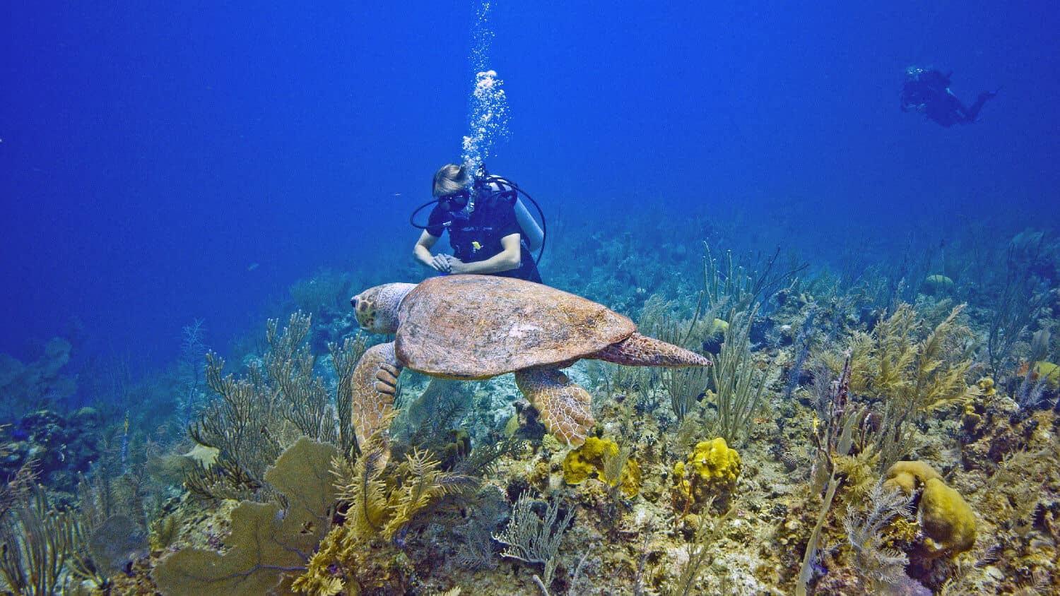 loggerhead sea turtle and scuba diver