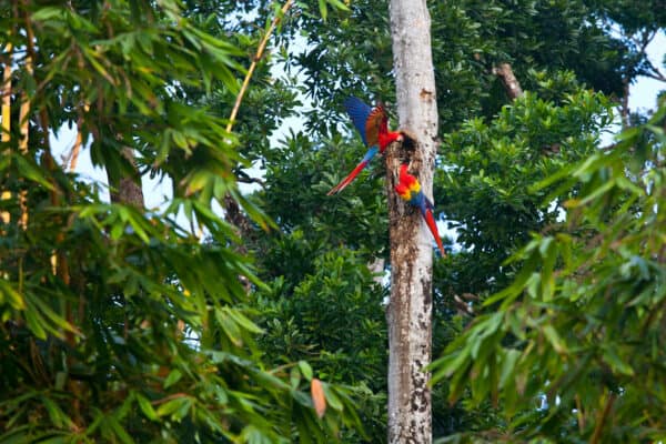 scarlet macaws in costa rica