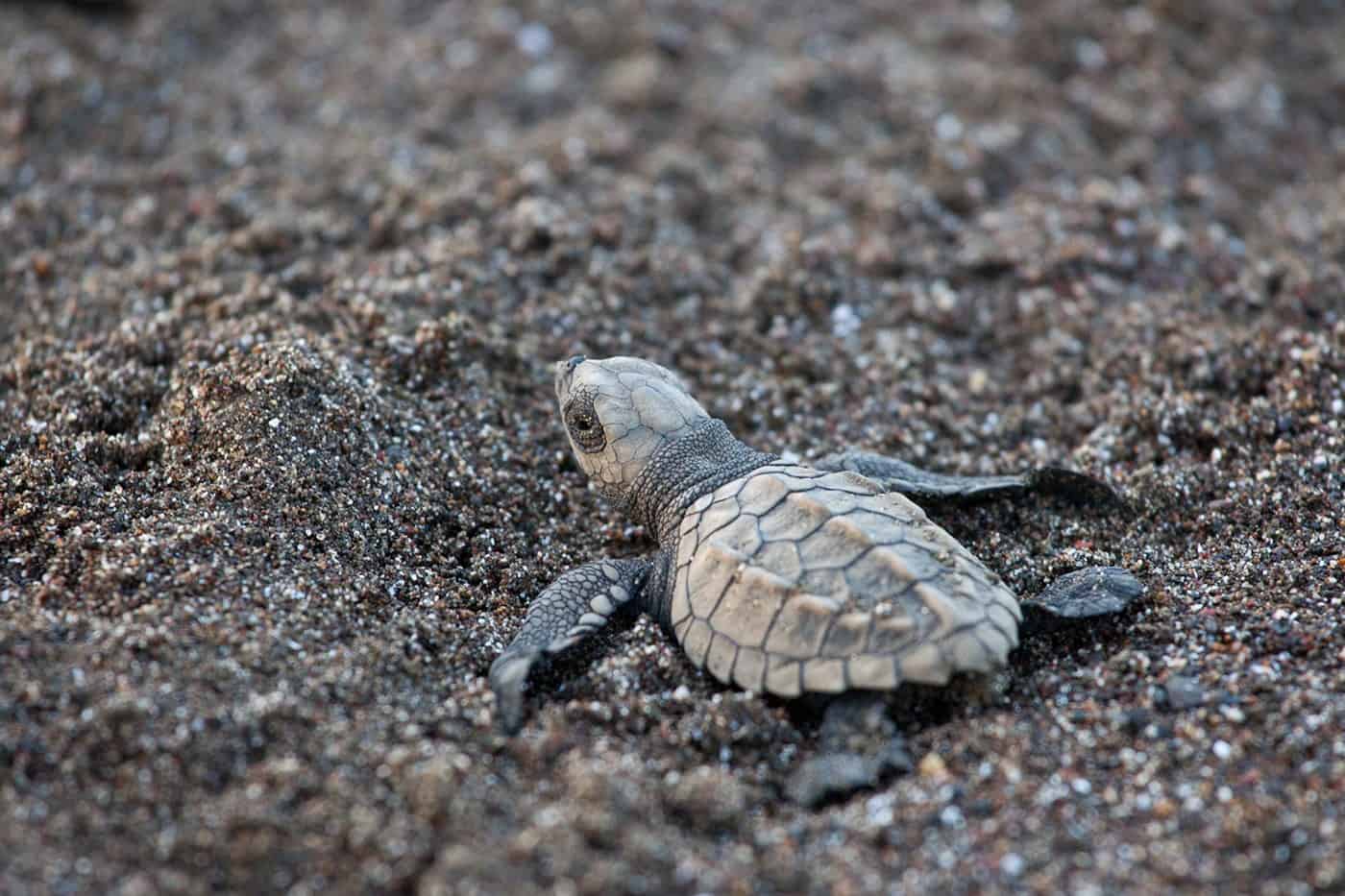 olive ridley sea turtle hatchling