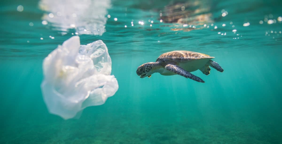 plastic pollution and sea turtle