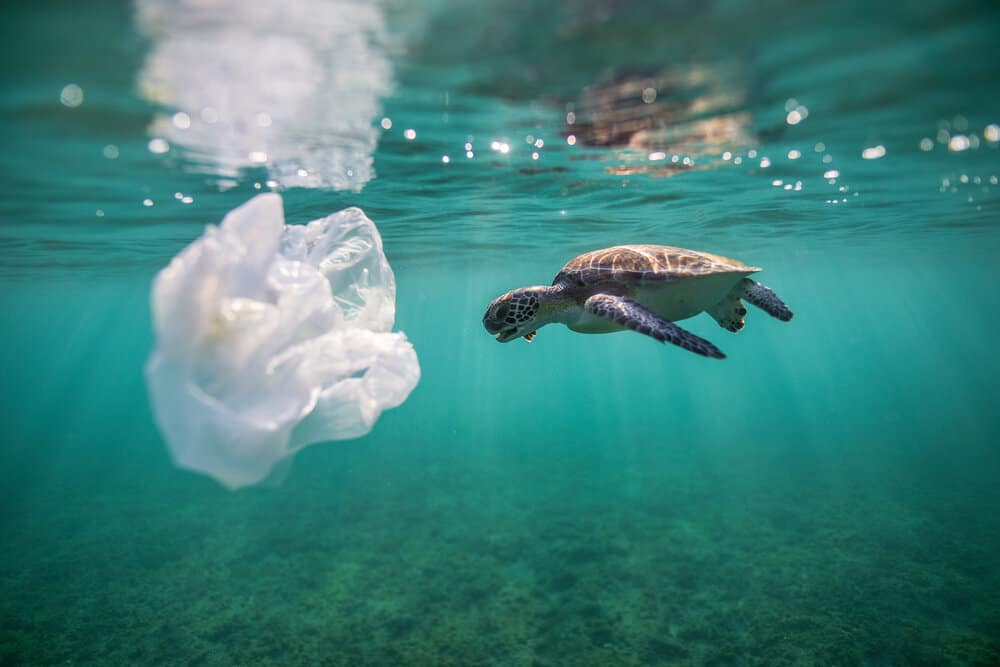 sea turtle and plastic bag