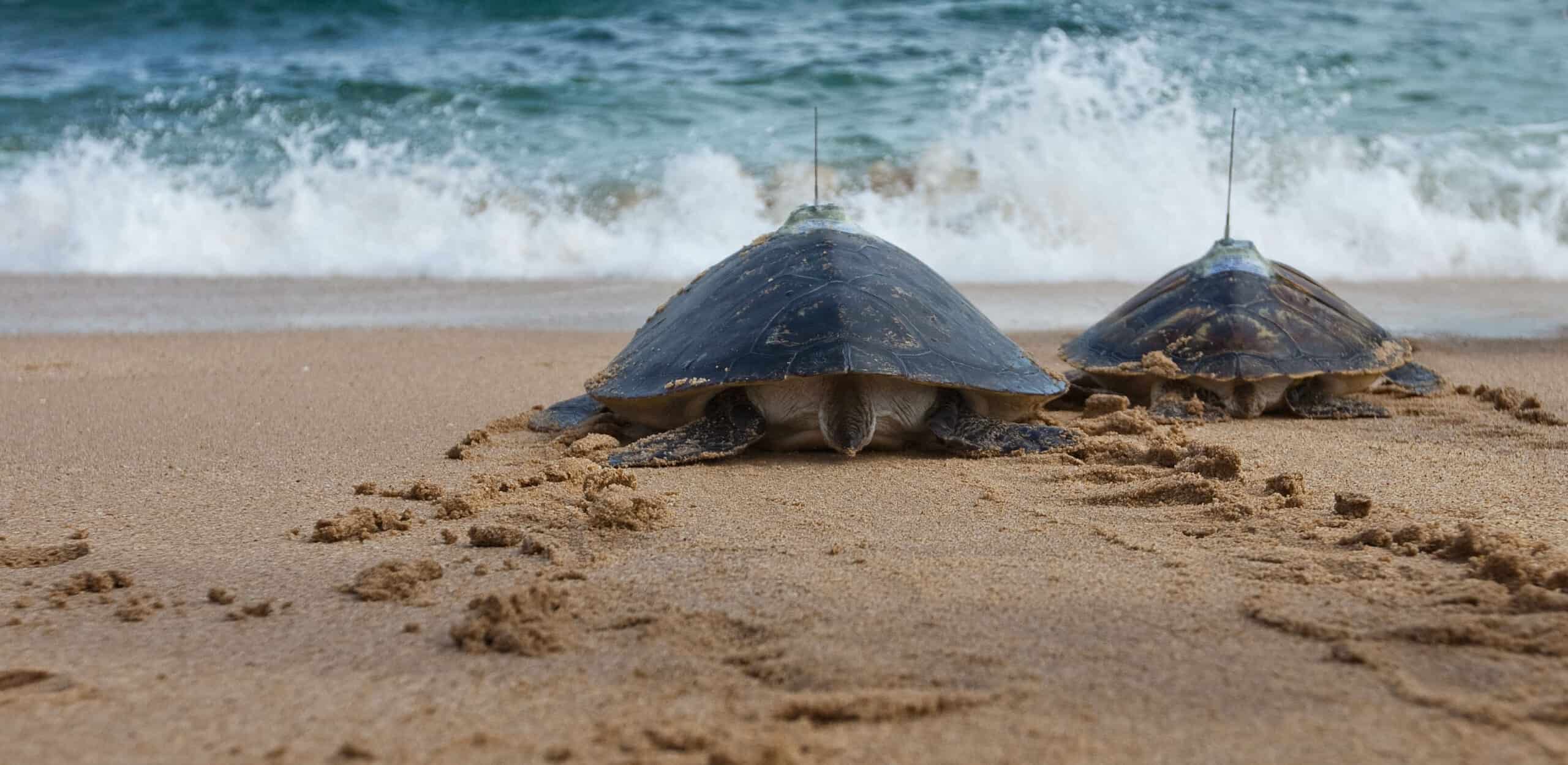 sea turtles with satellite tags
