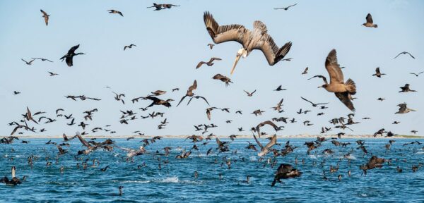 seabirds san ignacio lagoon