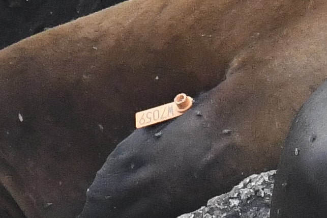 sea lion flipper tag