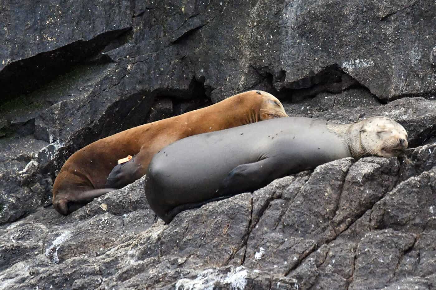tagged sea lion on rocks