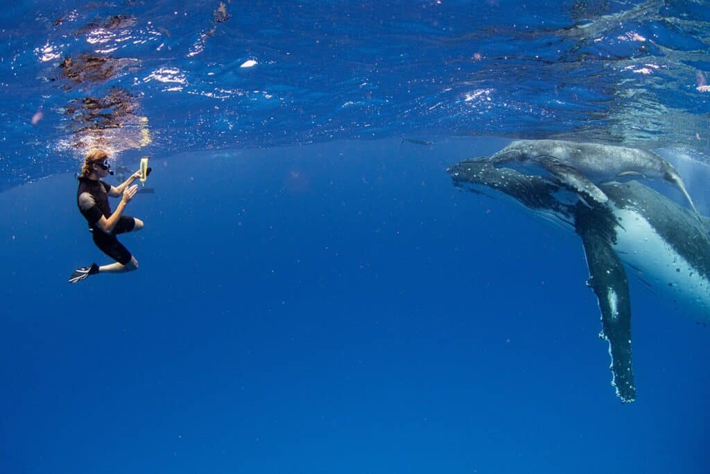Tonga whale wildlife tour