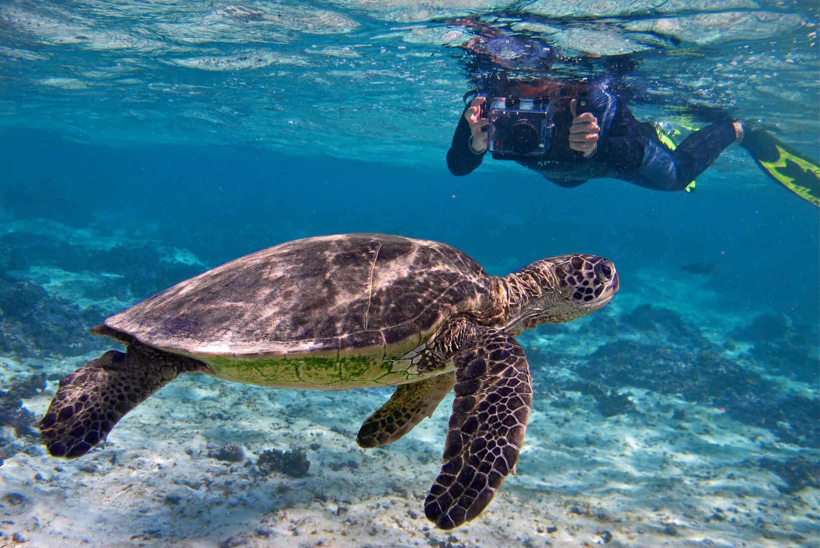 snorkeler with sea turtle