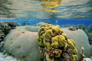 Solomon Islands snorkeling trip