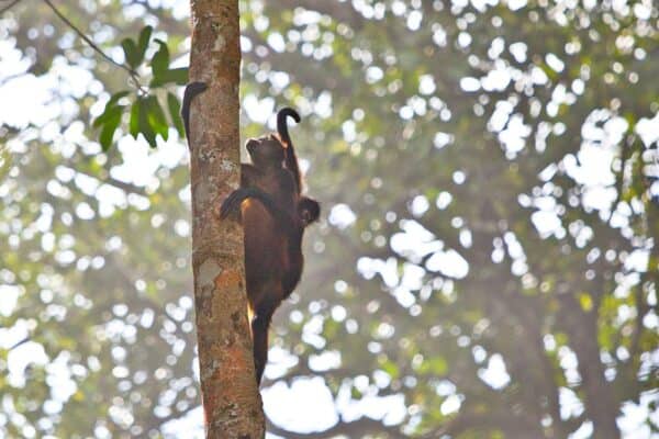 spider monkeys