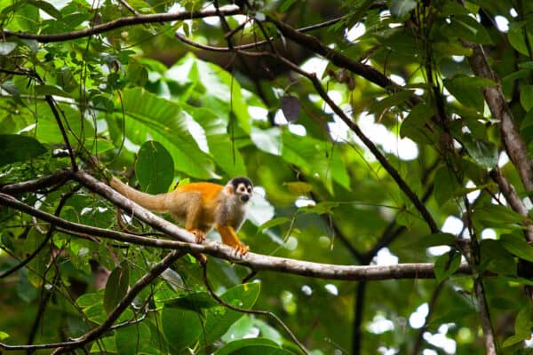 squirrel monkey in rainforest