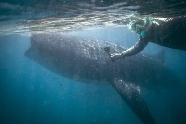 snorkeling with whale sharks in La Paz