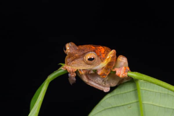 tree frog in borneo