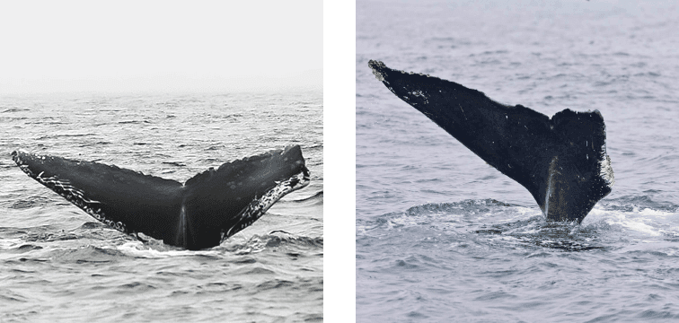 examples of whale fluke deformities